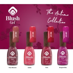 231497 - Blushes Bougainvillea